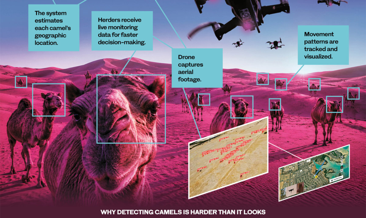 How the KAUST camel-detection system works — drone footage, AI detection, geolocation and movement tracking