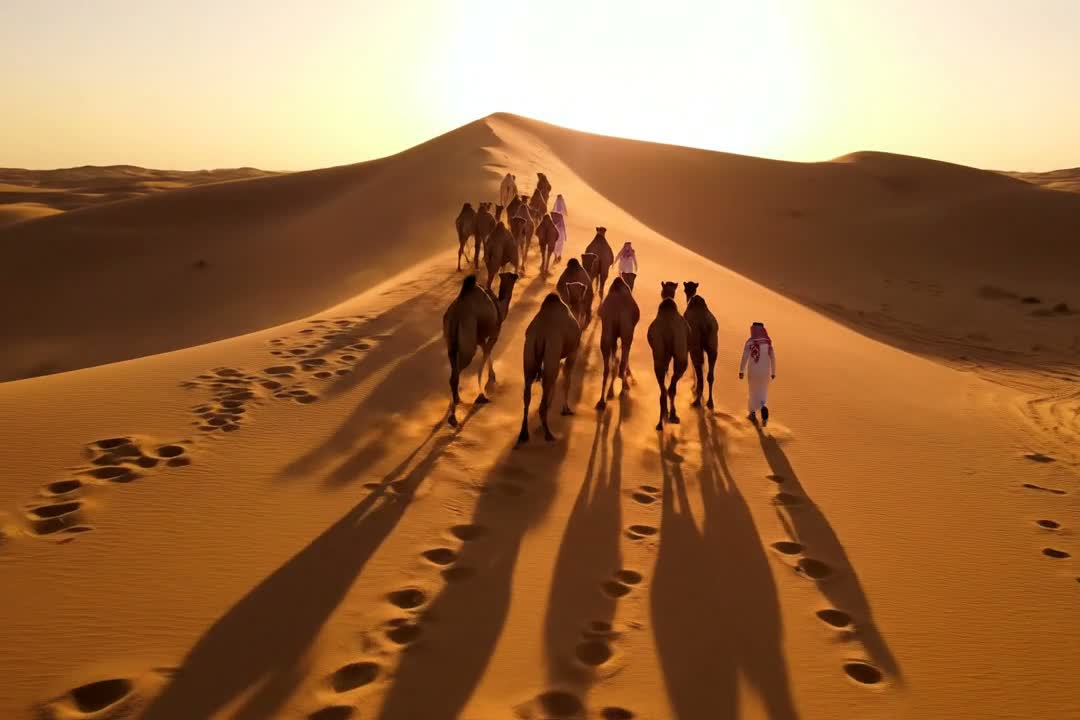 Aerial of a camel herd