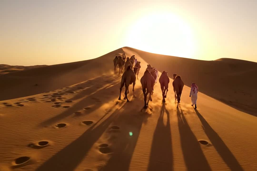 Camels moving toward the sun